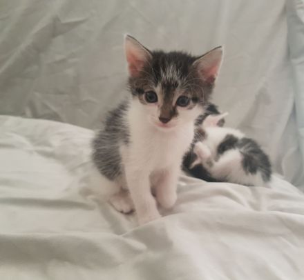 Katzen such absofort ein liebevolles Zuhause