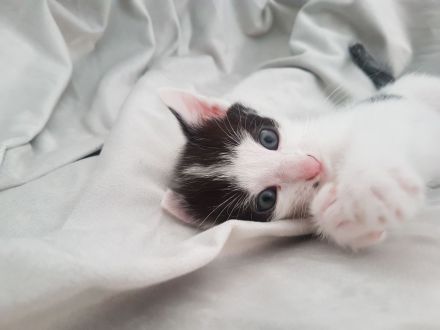 Katzen such absofort ein liebevolles Zuhause