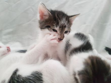 Katzen such absofort ein liebevolles Zuhause