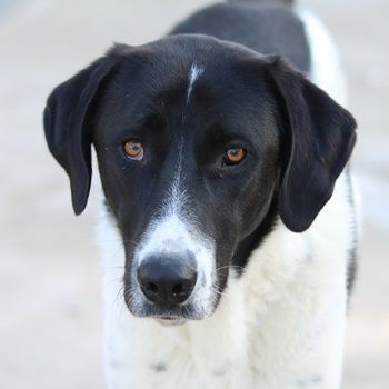 Adella, geb. ca. 01/2023, lebt in GRIECHENLAND, im städt. Tierheim Serres