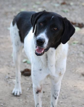 Adella, geb. ca. 01/2023, lebt in GRIECHENLAND, im städt. Tierheim Serres