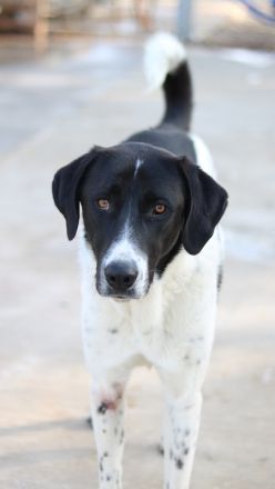 Adella, geb. ca. 01/2023, lebt in GRIECHENLAND, im städt. Tierheim Serres