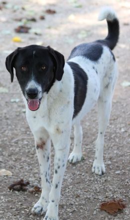 Adella, geb. ca. 01/2023, lebt in GRIECHENLAND, im städt. Tierheim Serres