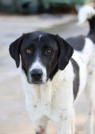 Adella, geb. ca. 01/2023, lebt in GRIECHENLAND, im städt. Tierheim Serres