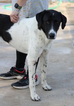 Adella, geb. ca. 01/2023, lebt in GRIECHENLAND, im städt. Tierheim Serres