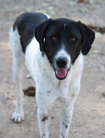 Adella, geb. ca. 01/2023, lebt in GRIECHENLAND, im städt. Tierheim Serres