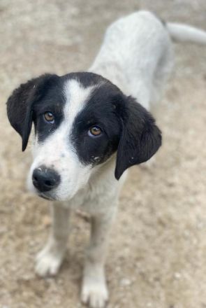 Amaya, geb. ca. 02/2023, lebt in GRIECHENLAND, im städt. Tierheim Serres