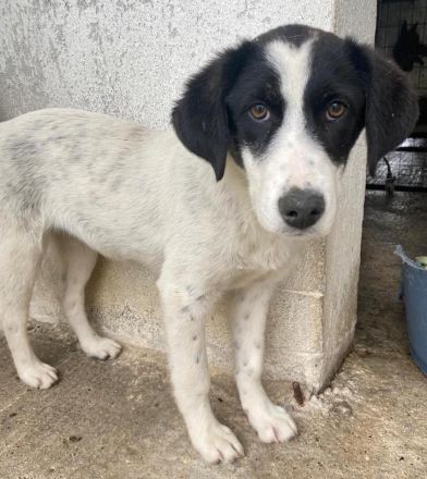 Amaya, geb. ca. 02/2023, lebt in GRIECHENLAND, im städt. Tierheim Serres