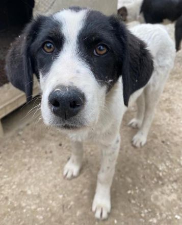 Amaya, geb. ca. 02/2023, lebt in GRIECHENLAND, im städt. Tierheim Serres