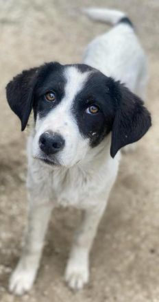 Amaya, geb. ca. 02/2023, lebt in GRIECHENLAND, im städt. Tierheim Serres