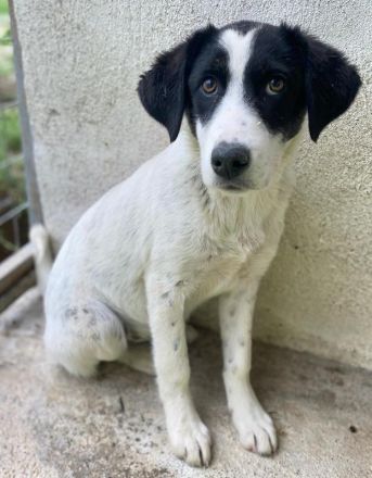 Amaya, geb. ca. 02/2023, lebt in GRIECHENLAND, im städt. Tierheim Serres