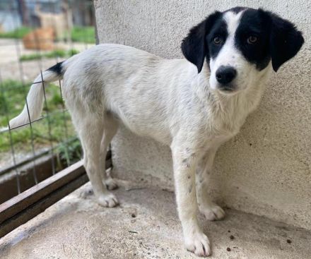 Amaya, geb. ca. 02/2023, lebt in GRIECHENLAND, im städt. Tierheim Serres