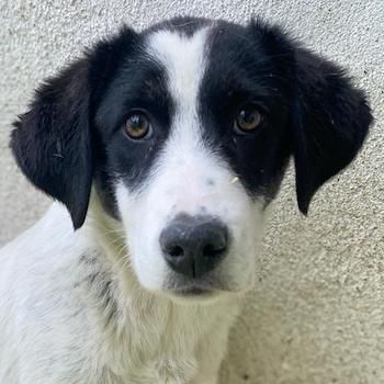 Amaya, geb. ca. 02/2023, lebt in GRIECHENLAND, im städt. Tierheim Serres