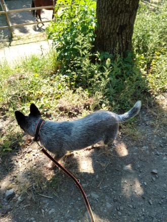 ACD Australian Cattle Dog