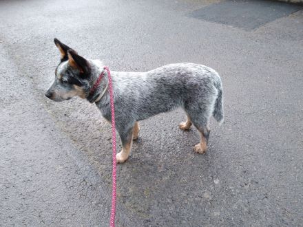 ACD Australian Cattle Dog