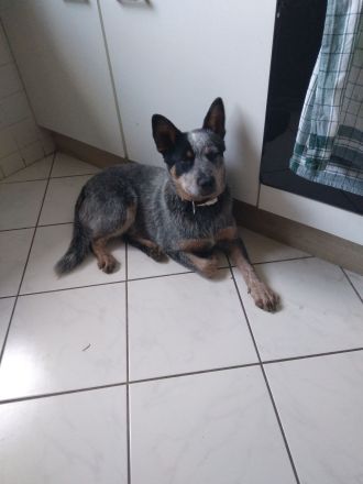 ACD Australian Cattle Dog