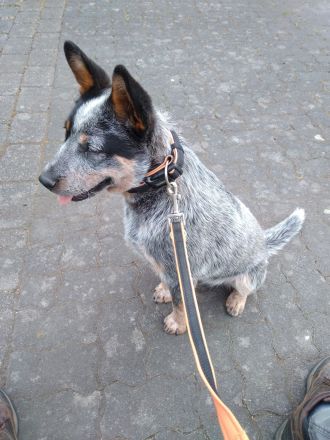 ACD Australian Cattle Dog