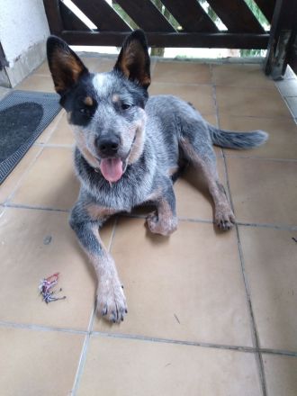 ACD Australian Cattle Dog