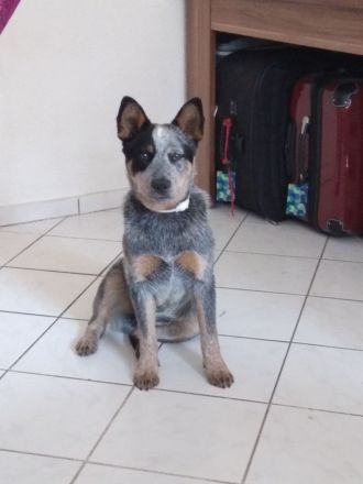 ACD Australian Cattle Dog