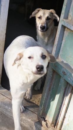 Angelica, geb. ca. 01/2023, lebt in GRIECHENLAND, auf einer privaten Pflegestelle