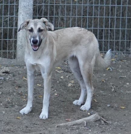 Angelica, geb. ca. 01/2023, lebt in GRIECHENLAND, auf einer privaten Pflegestelle