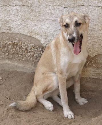 Angelica, geb. ca. 01/2023, lebt in GRIECHENLAND, auf einer privaten Pflegestelle