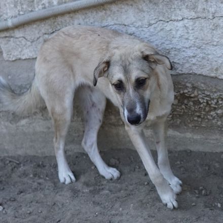 Angelica, geb. ca. 01/2023, lebt in GRIECHENLAND, auf einer privaten Pflegestelle