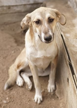 Angelica, geb. ca. 01/2023, lebt in GRIECHENLAND, auf einer privaten Pflegestelle