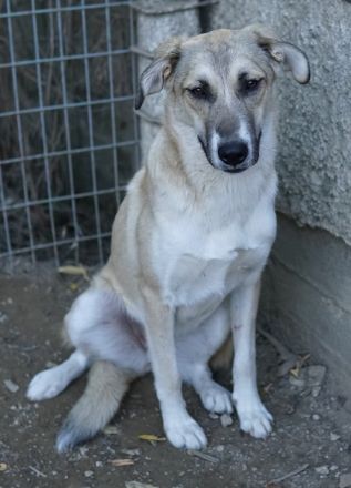 Angelica, geb. ca. 01/2023, lebt in GRIECHENLAND, auf einer privaten Pflegestelle