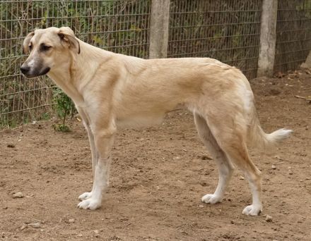 Angelica, geb. ca. 01/2023, lebt in GRIECHENLAND, auf einer privaten Pflegestelle