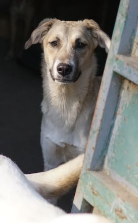 Angelica, geb. ca. 01/2023, lebt in GRIECHENLAND, auf einer privaten Pflegestelle