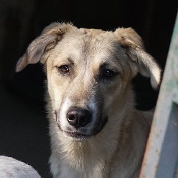 Angelica, geb. ca. 01/2023, lebt in GRIECHENLAND, auf einer privaten Pflegestelle