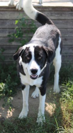 Aquata, geb. ca. 01/2023, lebt in GRIECHENLAND, im städt. Tierheim Serres