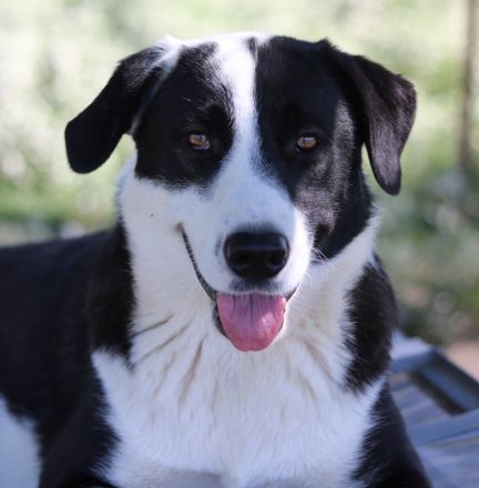 Aquata, geb. ca. 01/2023, lebt in GRIECHENLAND, im städt. Tierheim Serres