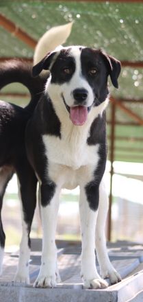 Aquata, geb. ca. 01/2023, lebt in GRIECHENLAND, im städt. Tierheim Serres