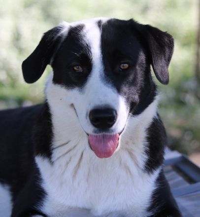 Aquata, geb. ca. 01/2023, lebt in GRIECHENLAND, im städt. Tierheim Serres