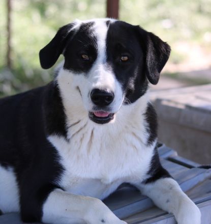 Aquata, geb. ca. 01/2023, lebt in GRIECHENLAND, im städt. Tierheim Serres