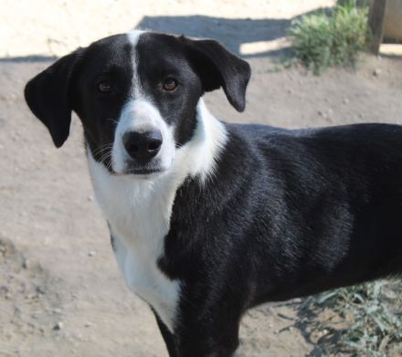 Arielle, geb. ca. 01/2023, lebt in GRIECHENLAND, im städt. Tierheim Serres