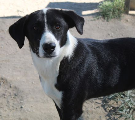 Arielle, geb. ca. 01/2023, lebt in GRIECHENLAND, im städt. Tierheim Serres