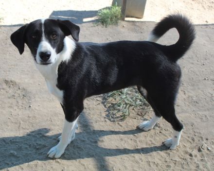 Arielle, geb. ca. 01/2023, lebt in GRIECHENLAND, im städt. Tierheim Serres