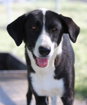 Arielle, geb. ca. 01/2023, lebt in GRIECHENLAND, im städt. Tierheim Serres