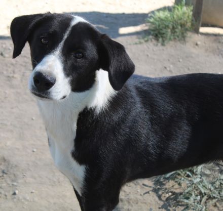 Arielle, geb. ca. 01/2023, lebt in GRIECHENLAND, im städt. Tierheim Serres