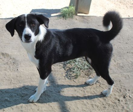 Arielle, geb. ca. 01/2023, lebt in GRIECHENLAND, im städt. Tierheim Serres