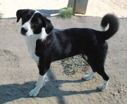 Arielle, geb. ca. 01/2023, lebt in GRIECHENLAND, im städt. Tierheim Serres