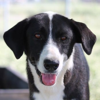 Arielle, geb. ca. 01/2023, lebt in GRIECHENLAND, im städt. Tierheim Serres