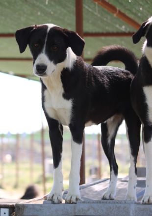 Arielle, geb. ca. 01/2023, lebt in GRIECHENLAND, im städt. Tierheim Serres