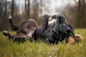 Mobby - unser lieber, intelligenter Hundebub