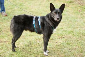 Mobby - unser lieber, intelligenter Hundebub