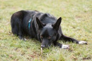 Mobby - unser lieber, intelligenter Hundebub