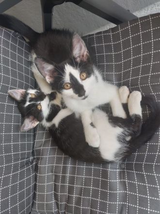 2 Babykatzen